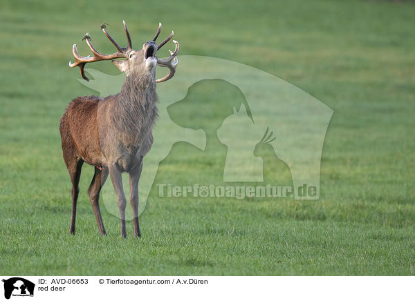 Rotwild / red deer / AVD-06653