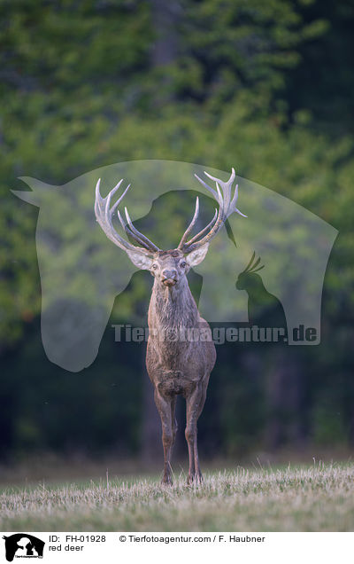 Rothirsch / red deer / FH-01928