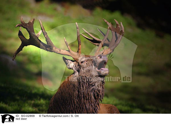 Rothirsch / red deer / SO-02868
