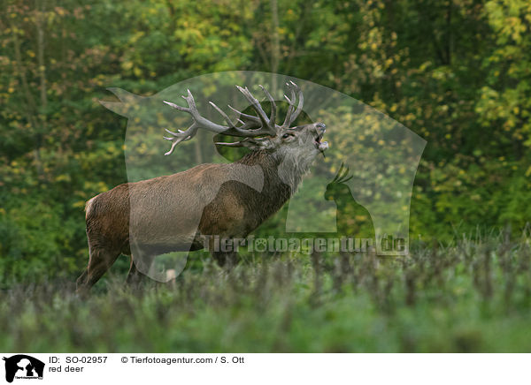Rothirsch / red deer / SO-02957