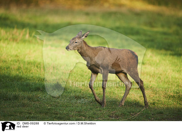 Rotwild / red deer / DMS-09288
