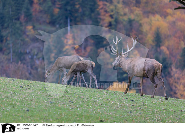 Rotwild / red deer / PW-10547