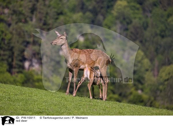 Rotwild / red deer / PW-10911