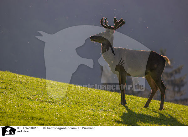 Rotwild / red deer / PW-10916