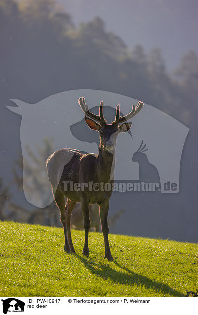 Rotwild / red deer / PW-10917