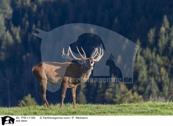 Rothirsch / red deer / PW-11160