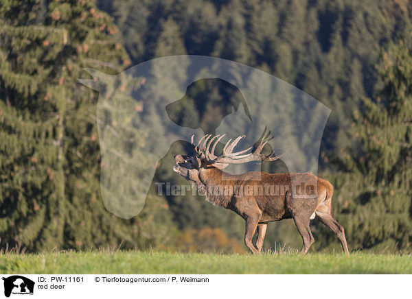 red deer / PW-11161