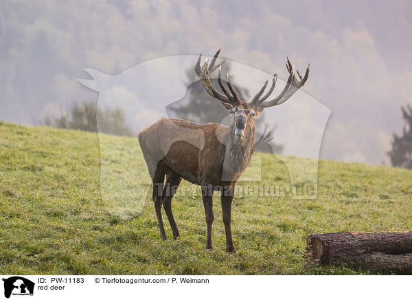 Rothirsch / red deer / PW-11183