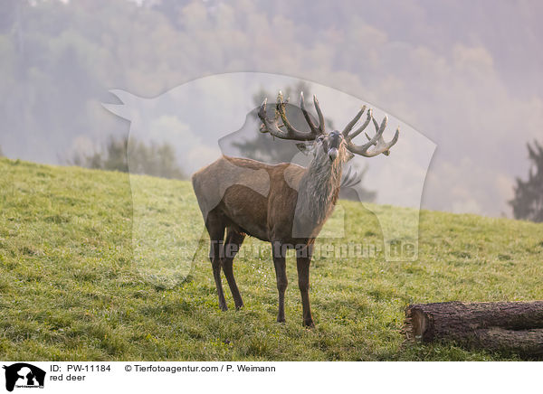 Rothirsch / red deer / PW-11184