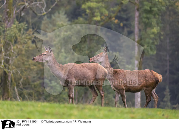 red deers / PW-11190