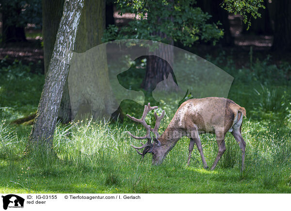 Rotwild / red deer / IG-03155