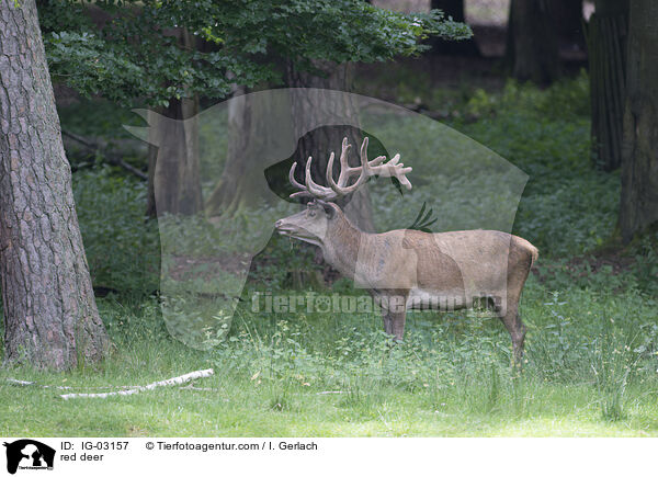 Rotwild / red deer / IG-03157