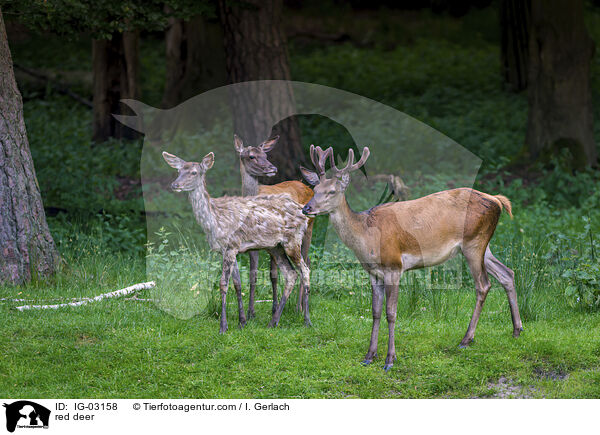 Rotwild / red deer / IG-03158