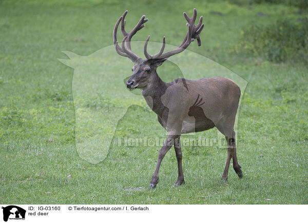 Rotwild / red deer / IG-03160