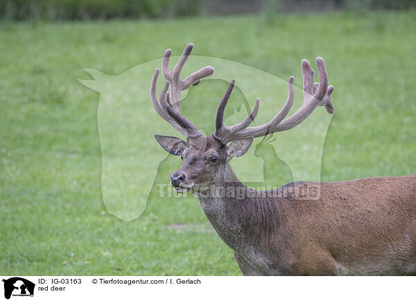 Rotwild / red deer / IG-03163