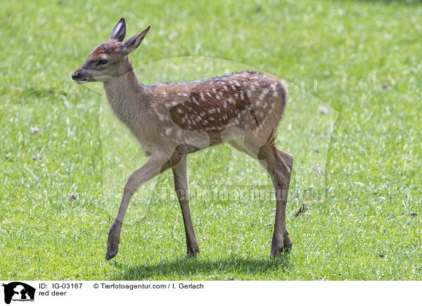 Rotwild / red deer / IG-03167