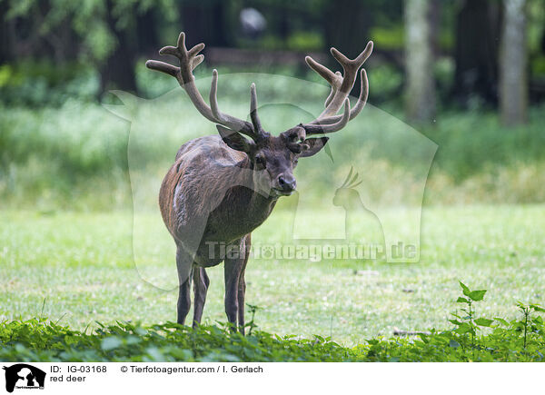 Rotwild / red deer / IG-03168