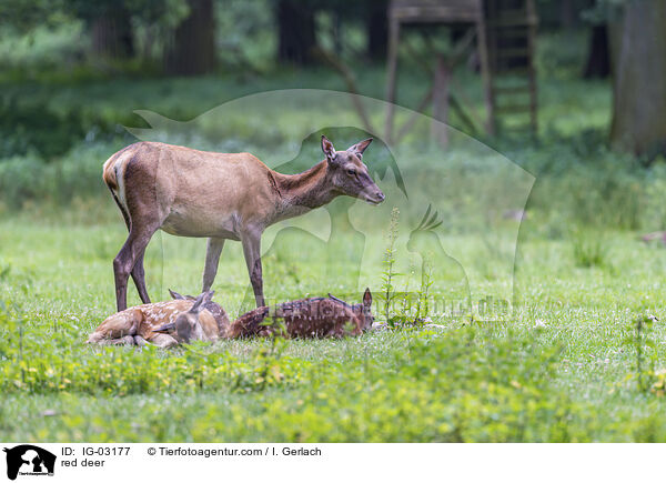 red deer / IG-03177