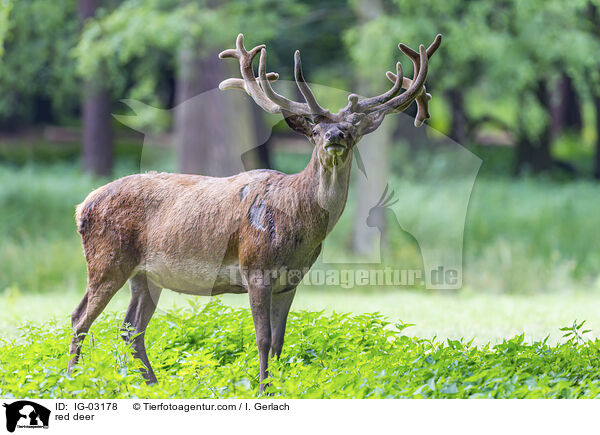 Rotwild / red deer / IG-03178