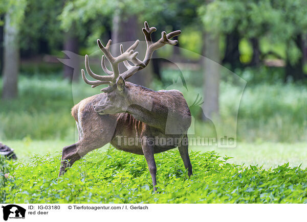 Rotwild / red deer / IG-03180
