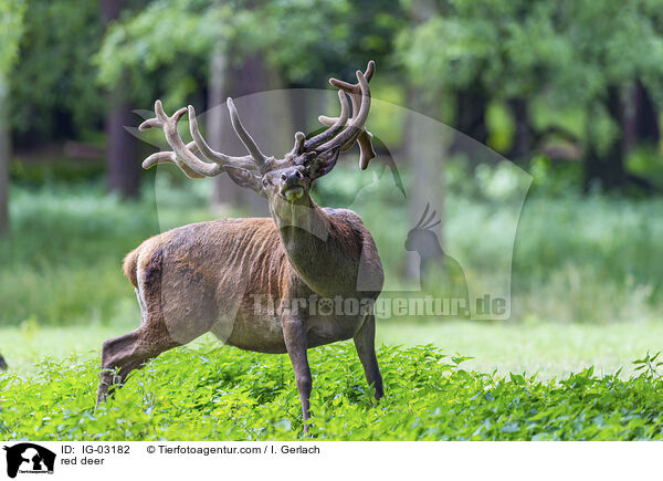 Rotwild / red deer / IG-03182