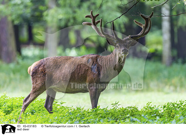 Rotwild / red deer / IG-03183