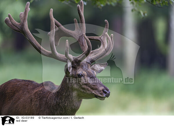 Rotwild / red deer / IG-03189