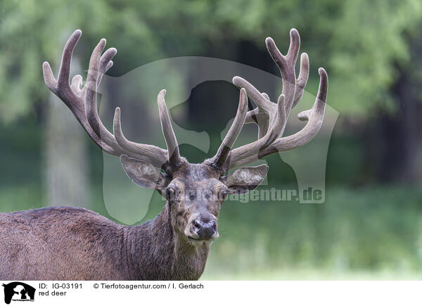 Rotwild / red deer / IG-03191