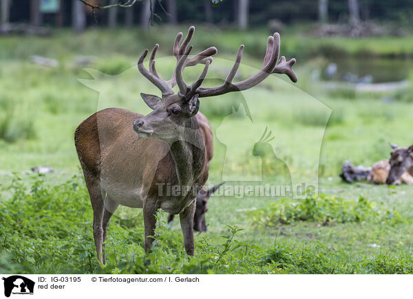 Rotwild / red deer / IG-03195