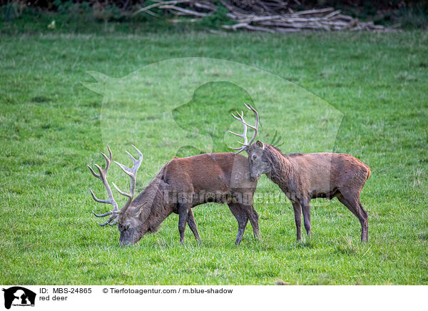 Rotwild / red deer / MBS-24865