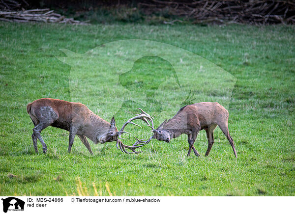 Rotwild / red deer / MBS-24866