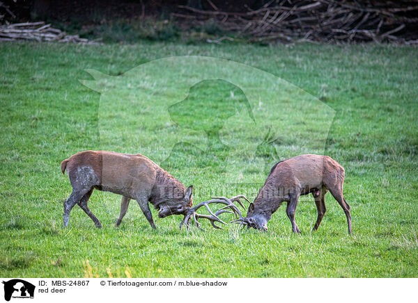 Rotwild / red deer / MBS-24867