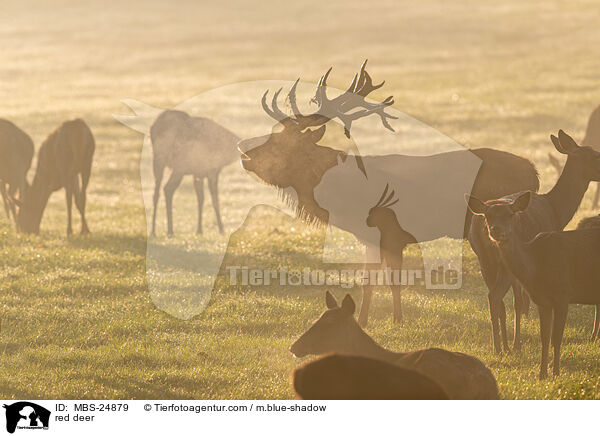 Rotwild / red deer / MBS-24879