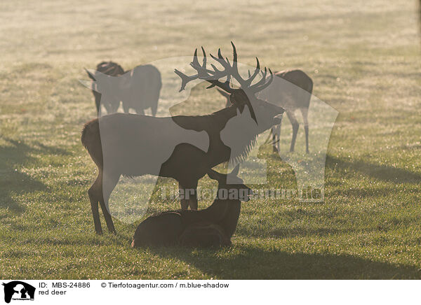 Rotwild / red deer / MBS-24886