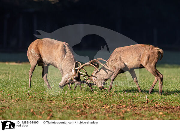 Rotwild / red deer / MBS-24895