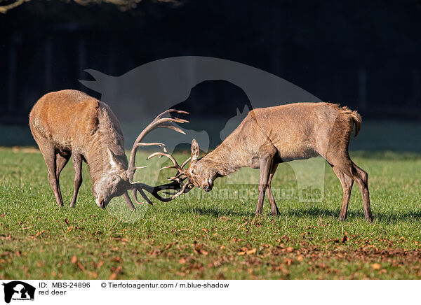 Rotwild / red deer / MBS-24896