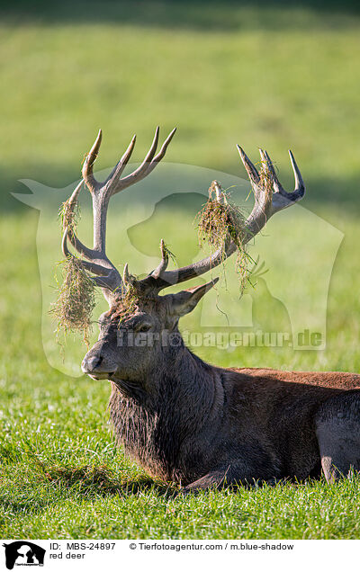 Rotwild / red deer / MBS-24897