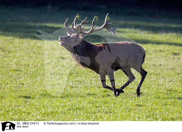 Rotwild / red deer / MBS-24913