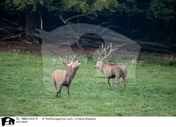 Rotwild / red deer / MBS-24915