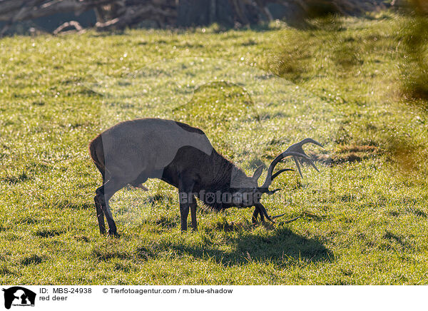 Rotwild / red deer / MBS-24938