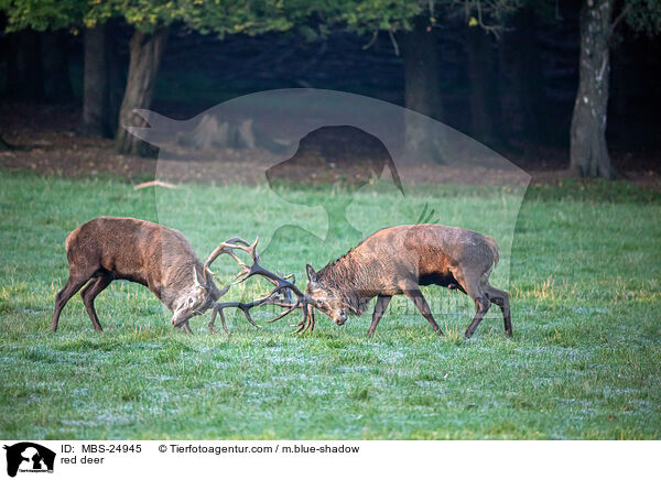 Rotwild / red deer / MBS-24945
