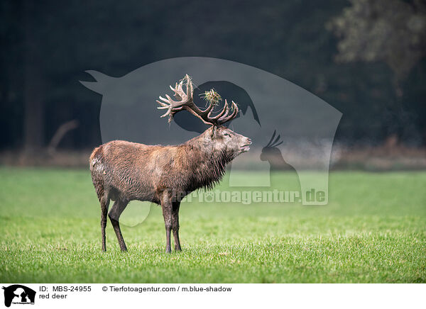 Rotwild / red deer / MBS-24955