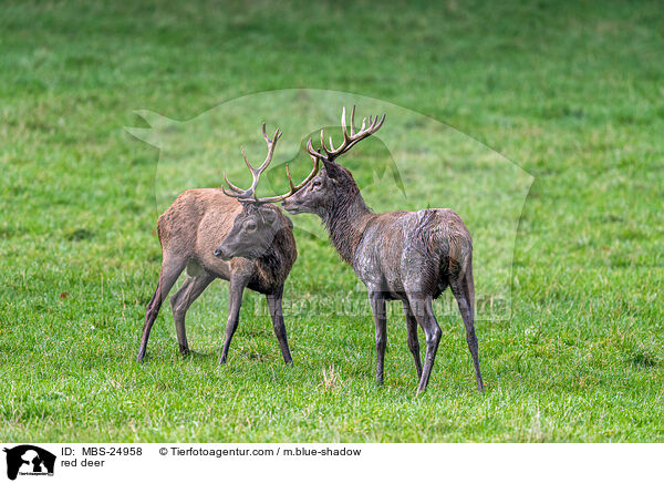 Rotwild / red deer / MBS-24958