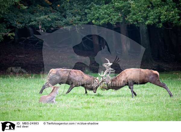 Rotwild / red deer / MBS-24983