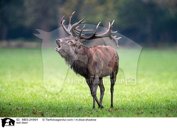 Rotwild / red deer / MBS-24964