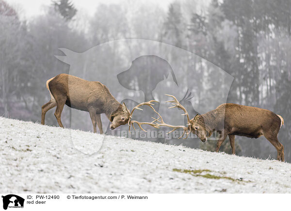 Rotwild / red deer / PW-12490