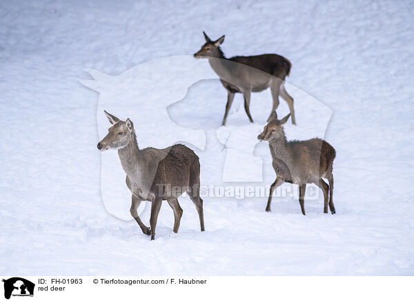 Rotwild / red deer / FH-01963