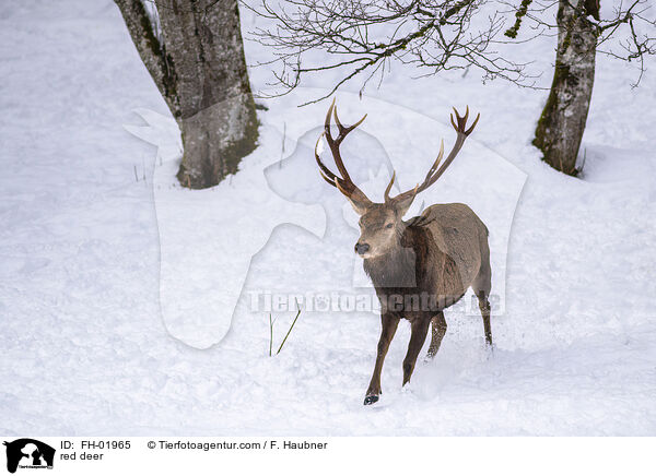 Rotwild / red deer / FH-01965