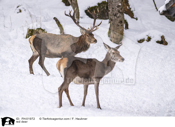 Rotwild / red deer / FH-01972