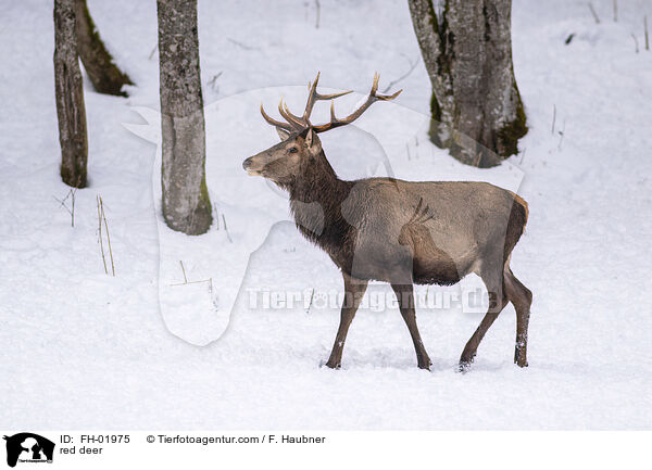 red deer / FH-01975
